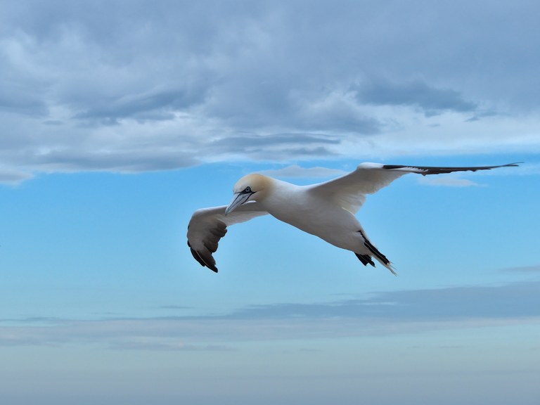 Basstölpel im Flug
