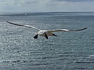 Basstölpel im Flug