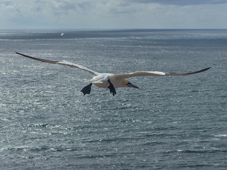 Basstölpel im Flug