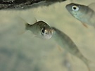Neugierig? (Flußbarsch)