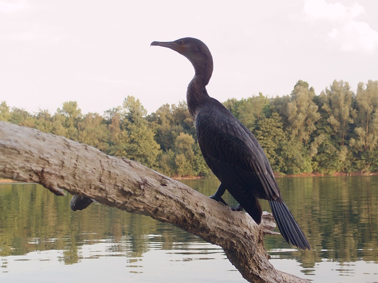 Ganz nah (Kormoran)