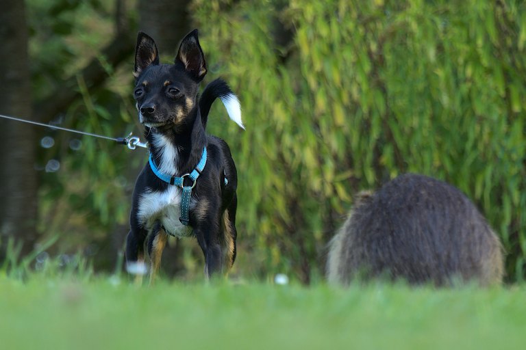 Im Kurpark (Hund und Nutria)